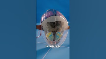 This Beetle Shoots Boiling Liquid 😵