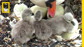 幸せを守るハクチョウの家族 | ナショジオ
