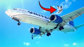 Bird Nearly Misses PLANE at St. Martin!