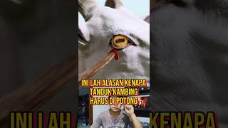 THIS IS WHY GOATS' HORN MUST BE CUT #truestory #facts