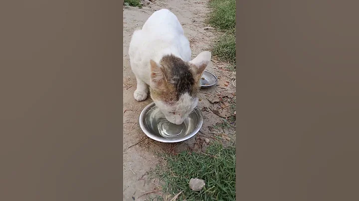 Watch the video about Cat drink the water #cats #catlover #catvideos #catshorts #catshorts #catvideo #catvideos #fun #pet