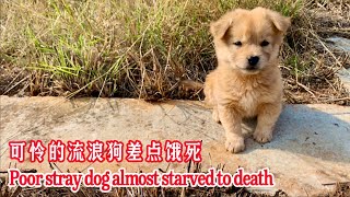It's so pitiful that the puppy was abandoned by its owner and almost starved to death.