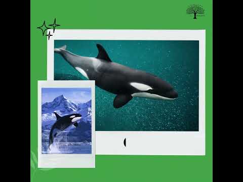🐋 Whales – 6 Types Mnemonic (BOBS Blue Humpback)