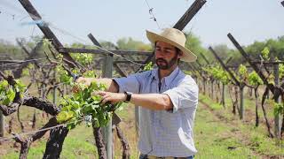 SIEMBRA Y COSECHA TV: Sistema de conducción de viñedos