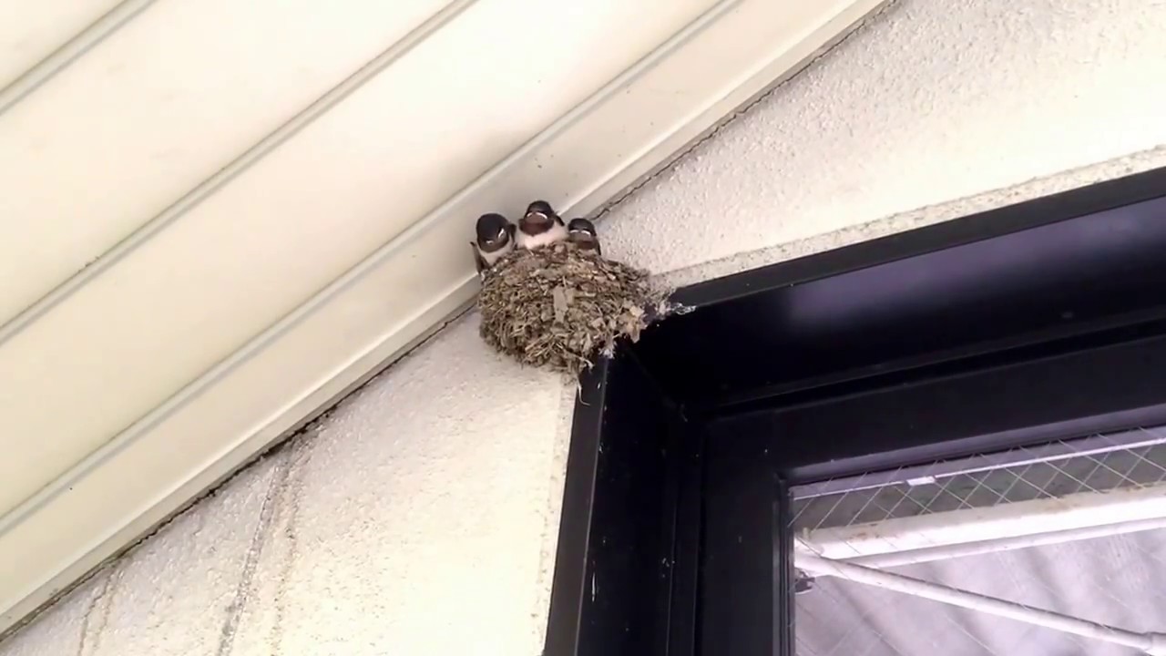 東京 列車内に クラシック音楽 チャイコフスキー が大音量で流れて乗客を癒すトラブル発生 東京メトロに原因を聞いた