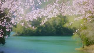 【自然の音】桜にあつまる小鳥たち / Nature Sounds - Birds Singing with Cherry Blossoms