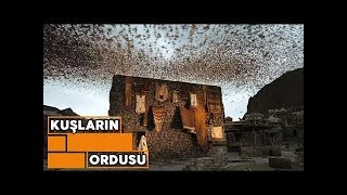 Kabe'yi (Allah'ın Evi) Savunan Kuşlar  || Ebabil Kuşları ve Filin Hikayesi Resimi