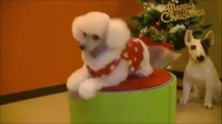 Dogs School Training - Dog School Music Motion #7 by Susan Smith 1,084 views 7 years ago 13 minutes, 35 seconds