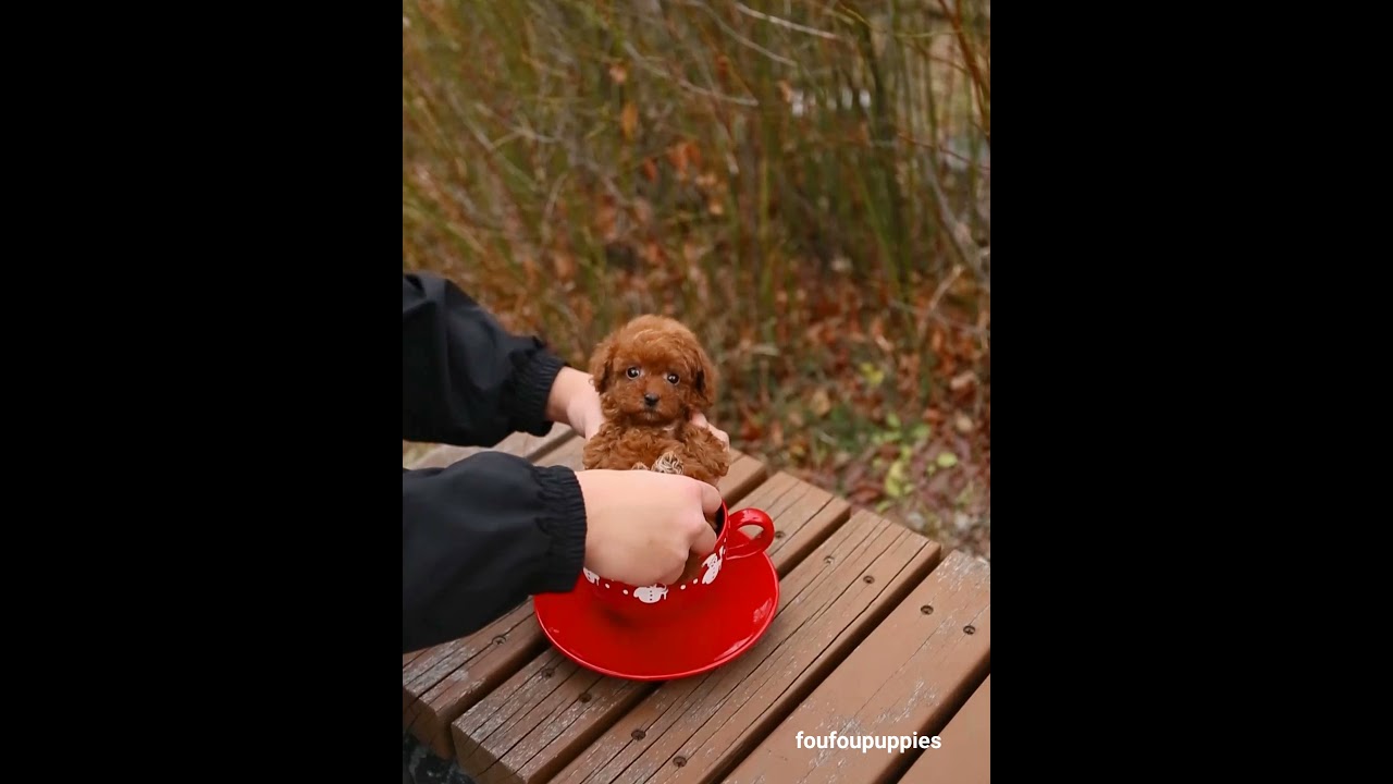 Everyone meet Noodles the red teacup female Poodle!