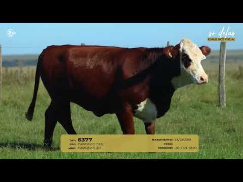 Lote 1A   TAT 6377 Braford