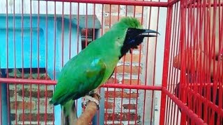 Terapi  Cucak Hijau Suara Alam (2 menit saja cucak ijo anda akan GACOR)