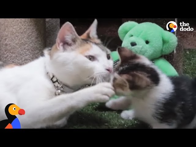 Kittens Reunited With Mom After Rescue From Factory | The Dodo