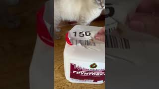 Ремонт своими руками#дешево#одной#кошка#малышка#cat#cats