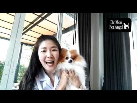 วีดีโอ: ปอมเมอเรเนียน สุนัขพันธุ์ Hypoallergenic สุขภาพและอายุขัย