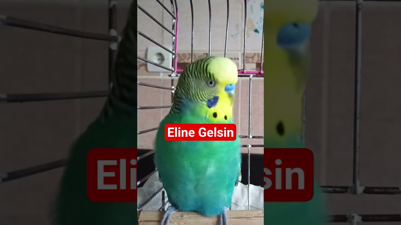 Eline Gelsin #birds #talkingparot #muhabbetkuşu #blackfacebudgie #budgies #parrot #funny