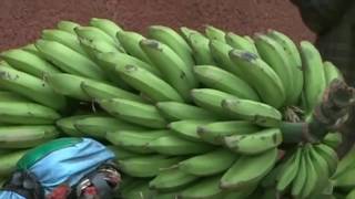 Lagu aceh blo blo pisang.  Lon meuhet moto hay ma si agam