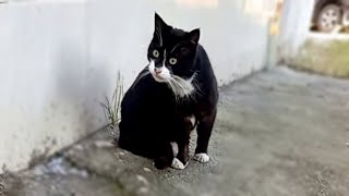 Pretty cats eating food | Feeding cats by My street cats 98 views 1 year ago 1 minute, 5 seconds