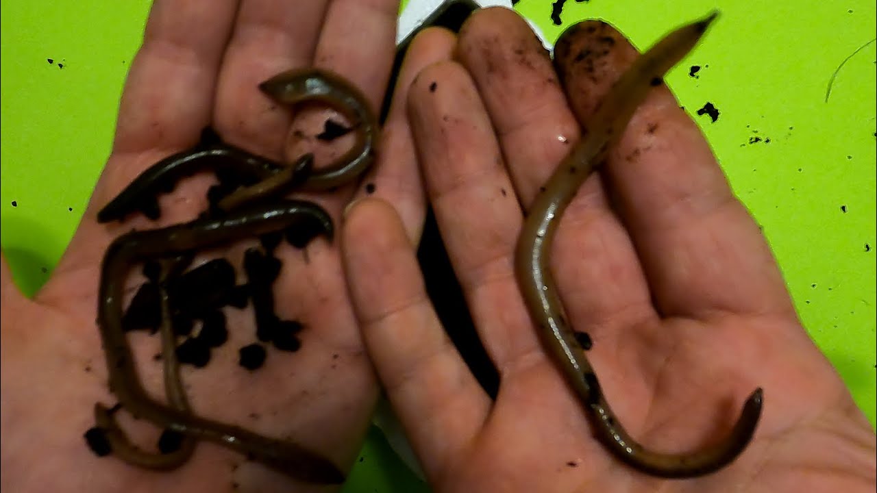 A Introduction to WORMS & WORM FISHING with Nightcrawlers Earthworms & Red  Wigglers 