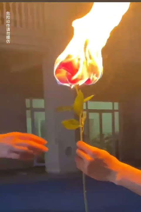 Burning rose |skating| fire #love #fire #skatingbord #firerose #lovestatus # firelove