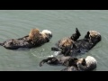 Mother Sea Otters with pups