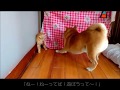 【犬と猫の初遊び】柴犬 一五と燐五のおうちに茶トラ猫の「ちゃこ」がやってきた
