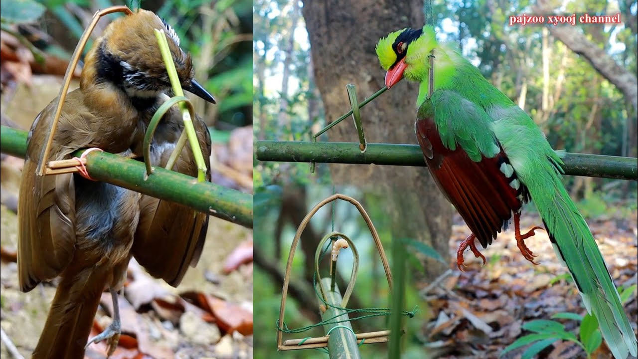 สาวดอย เดีนป่าทำกับดักนก Hunting create a bird trap using bamboo