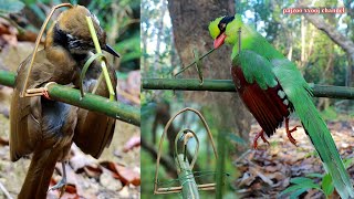 สาวดอย เดีนป่าทำกับดักนก Hunting create a bird trap using bamboo