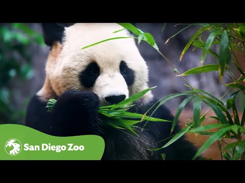 See the Pandas