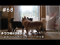 チワワのトリミング【とあるペットサロンオーナーの日常＃68】