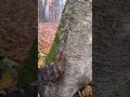 Chaga fungus has remarkable properties as a fire tinder. It also makes a nutrient-rich tea.