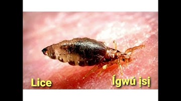Igbo Names of Insects : Ụmụ Ahụhụ