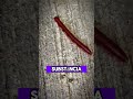 Cuidado!!! #animais #curiosidades