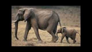 African Animals List With Facts A To Z Learn About Animals From Africa Youtube