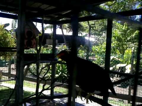 Burung tiong 