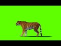 Tiger Green Screen | Green Screen Tiger | Green Screen Tiger Walking| No Copyright Video|