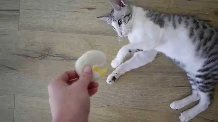 Video 10803801: oriental shorthair kitten, cat playing fetch, cat dog playing
