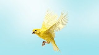 Желтая птица поможет продать,сдать недвижимость