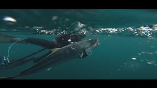 Landing A Metre Kingfish Spearfishing In Sydney