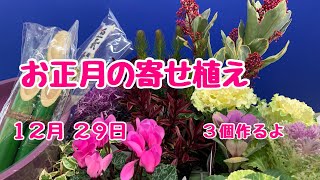 若松を飾って門松風！葉牡丹の寄せ植えが門松に