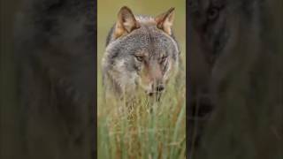 A Very Sharp And Genius Animal Wolf