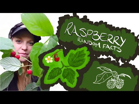 Video: Raspberry Leaf Tea Picking: consigli per la raccolta delle foglie di lampone rosso