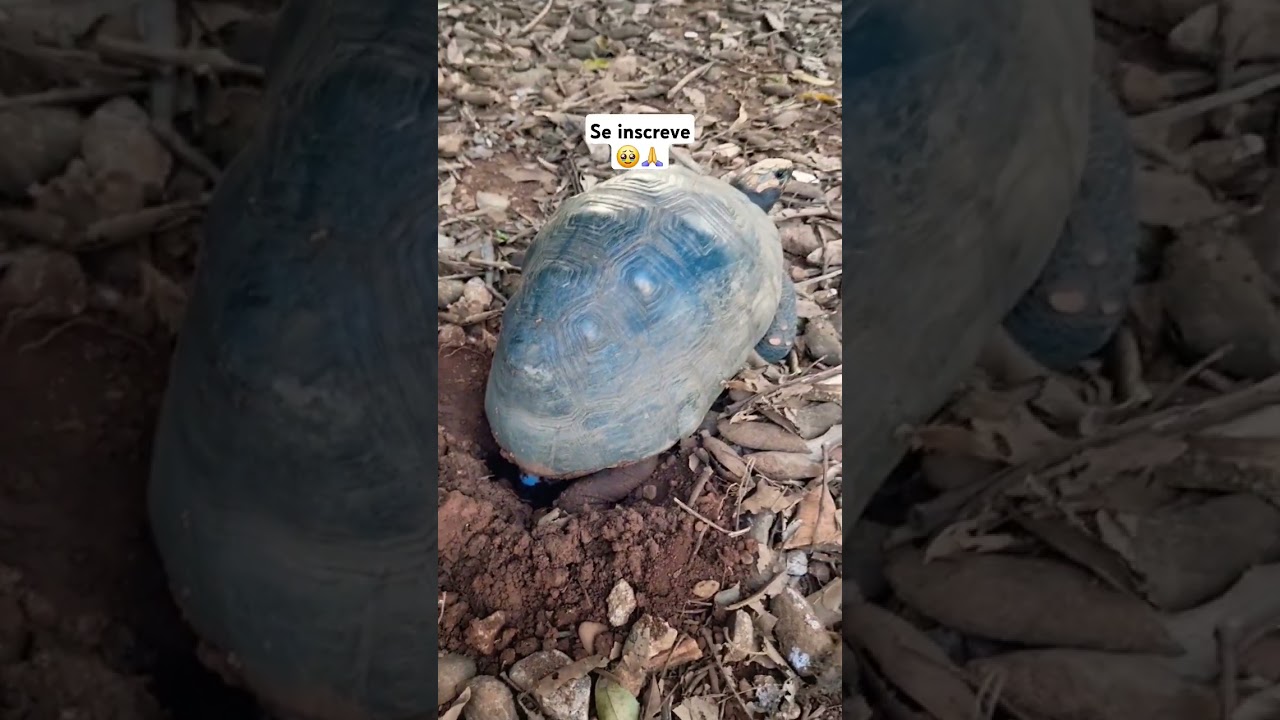 você sabia que os jabutis botam ovos? pois é 🐢🐢