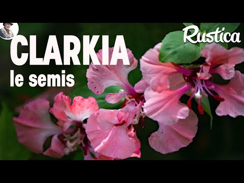 Vidéo: Qu'est-ce qu'une plante Godetia ? En savoir plus sur les fleurs de Clarkia dans le jardin