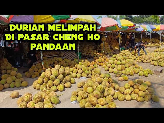 GAK ENAK MINTA GANTI,,, kalau beli duren di pasar Cheng ho pandaan class=