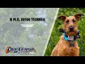 IRISH TERRIER / DOG TRAINING の動画、YouTube動画。