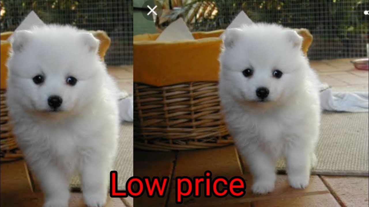 Miniature Spitz Puppies For Sale 09 21