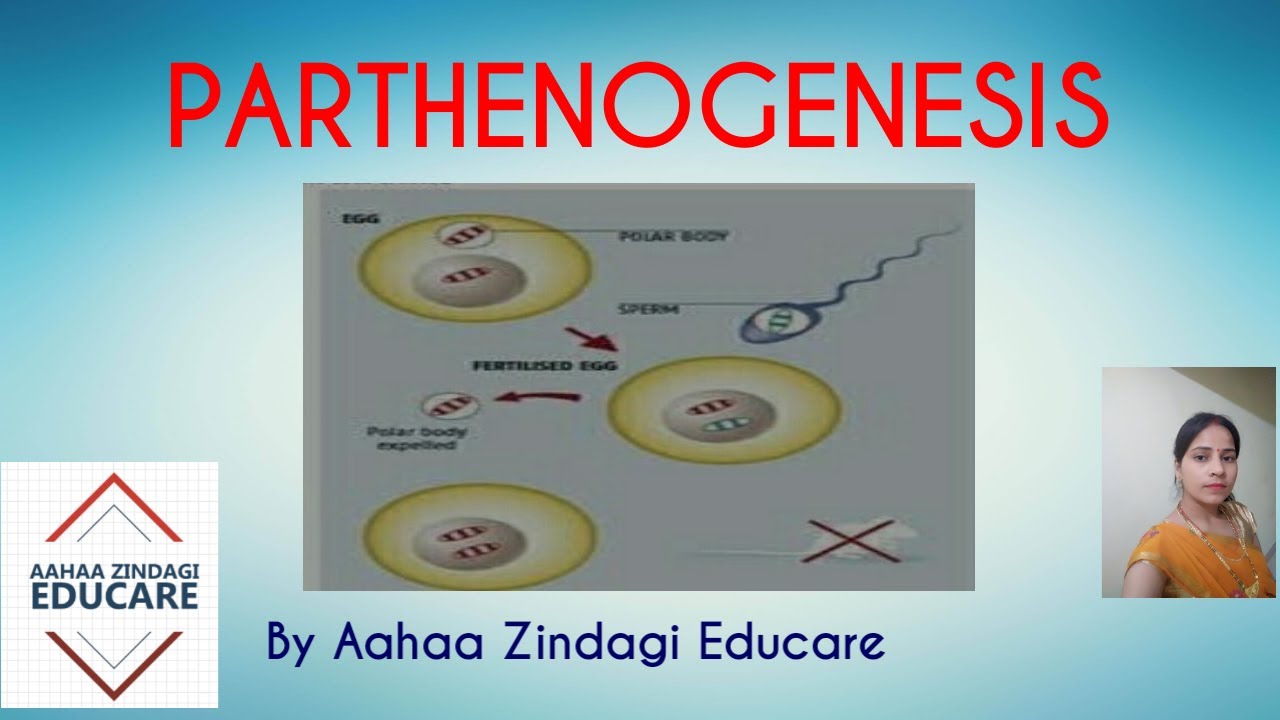  Parthenogenesis  YouTube