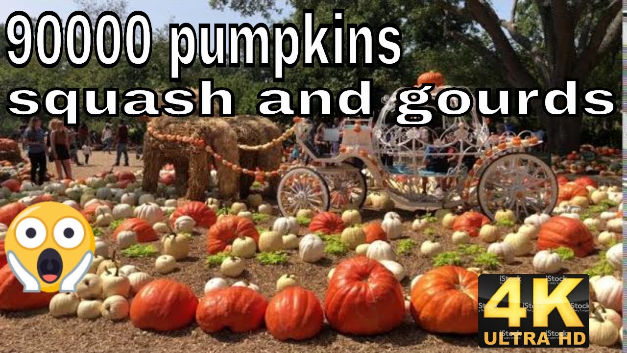 Art of the Pumpkin (90,000 pumpkins, squash and gourds) Dallas Arboretum Autumn 4K video
