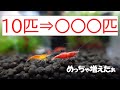 【エビ…かわいいよ☺】事務所の5種類のエビを紹介するよ！！【ブラックビーシュリンプ】【レッドチェリーシュリンプ】【ブラウンシュリンプ】【ベルベットブルーシュリンプ】【イエローチェリーシュリンプ】