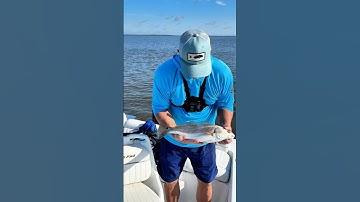 Redfish on Live Shrimp - They just can’t resist. Coastal Georgia red is in the cooler. #redfish
